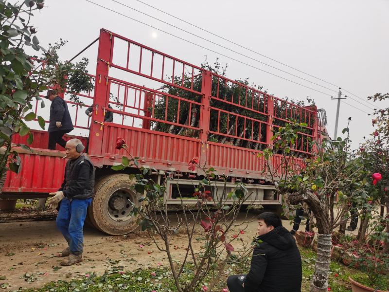 树桩月季自己公司基地，一手货源，价格合理，规格全，数量多