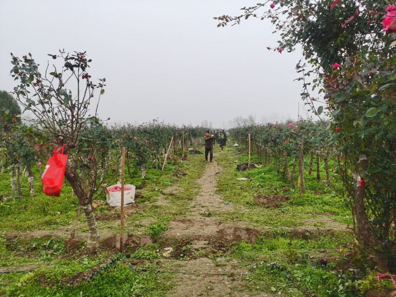 树桩月季自己公司基地，一手货源，价格合理，规格全，数量多