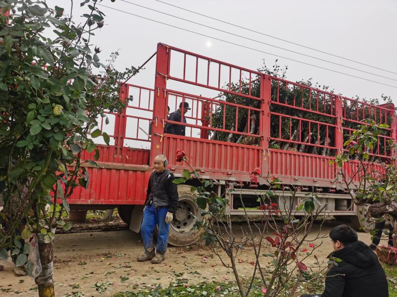 树桩月季自己公司基地，一手货源，价格合理，规格全，数量多