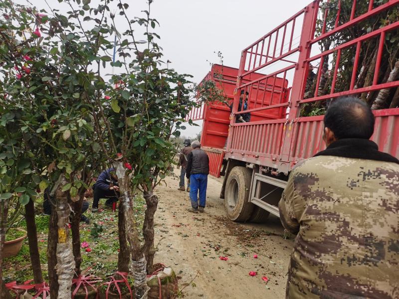 树桩月季自己公司基地，一手货源，价格合理，规格全，数量多