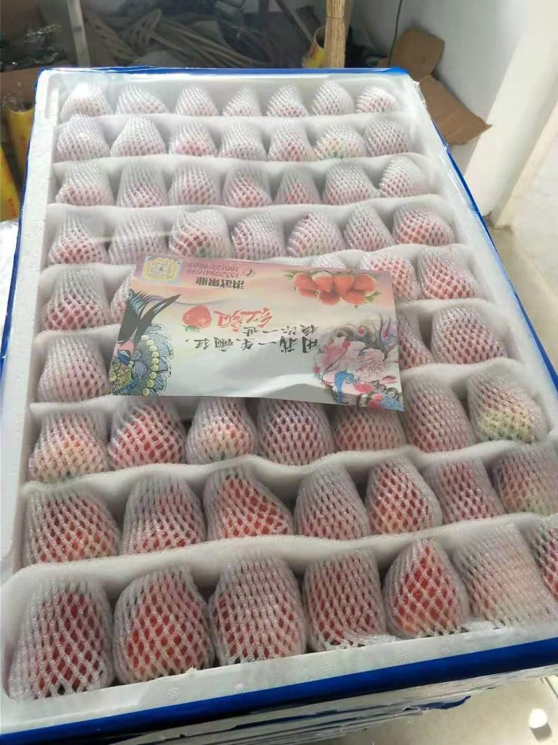 丹东99红颜东港奶油草莓招电商商超批发产地直发