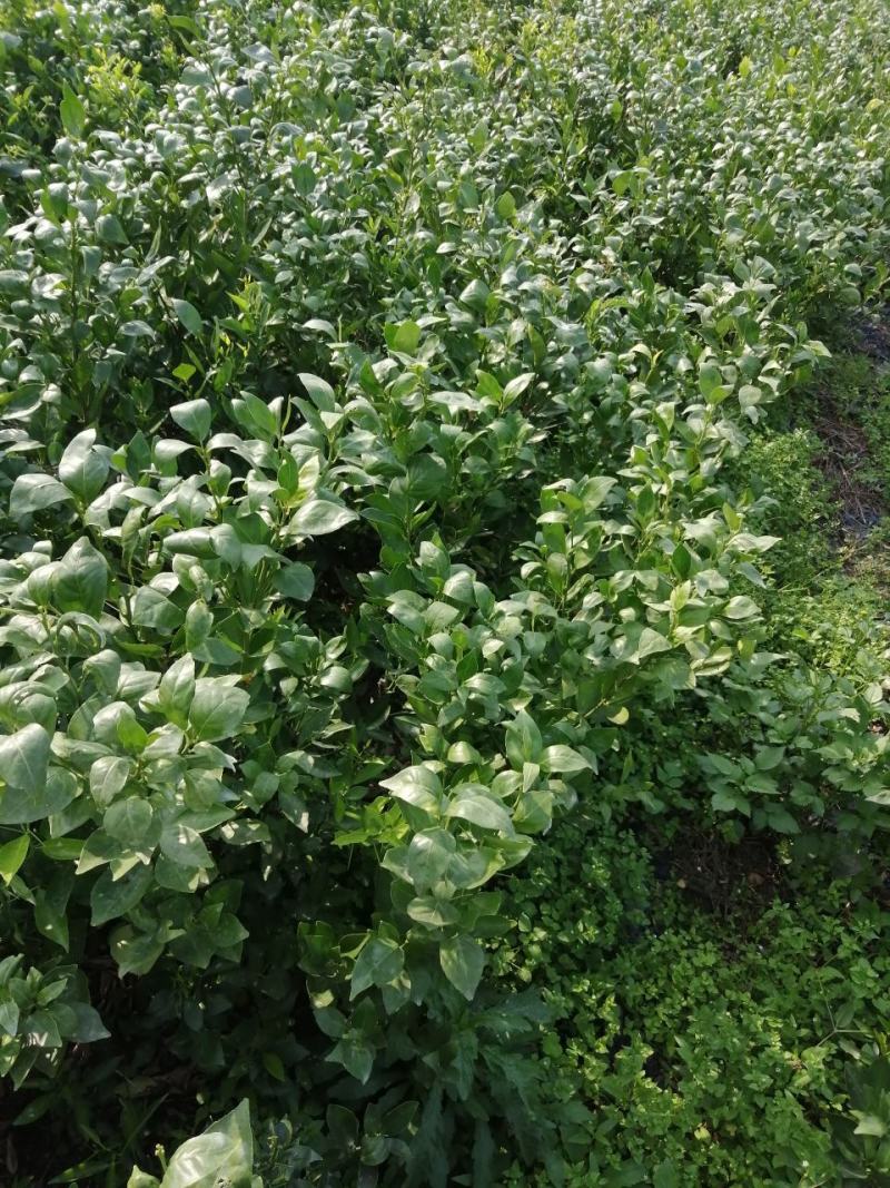 好苗不等人，皇帝柑苗50~80cm大量上市中，欢迎采购