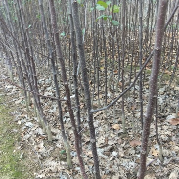 鲁丽，众成1号，美国八号，苹果苗子品种齐全，保证纯度，