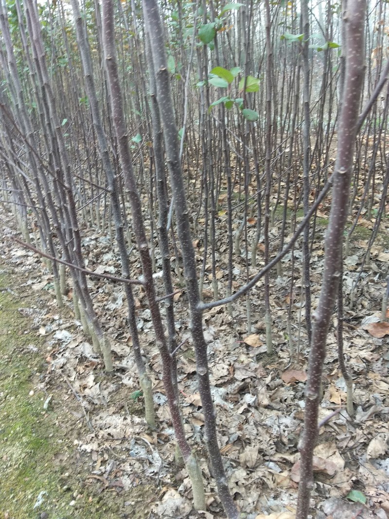 鲁丽，众成1号，美国八号，苹果苗子品种齐全，保证纯度，