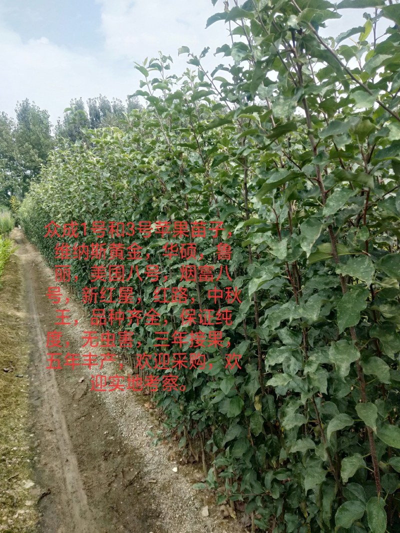 鲁丽，众成1号，美国八号，苹果苗子品种齐全，保证纯度，