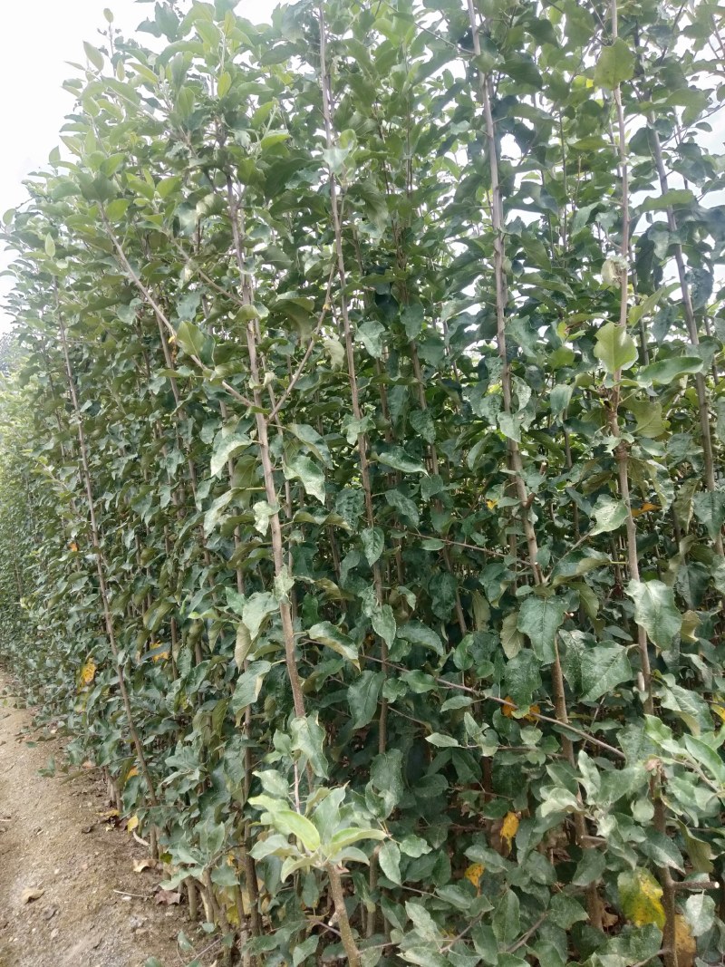 鲁丽，众成1号，美国八号，苹果苗子品种齐全，保证纯度，