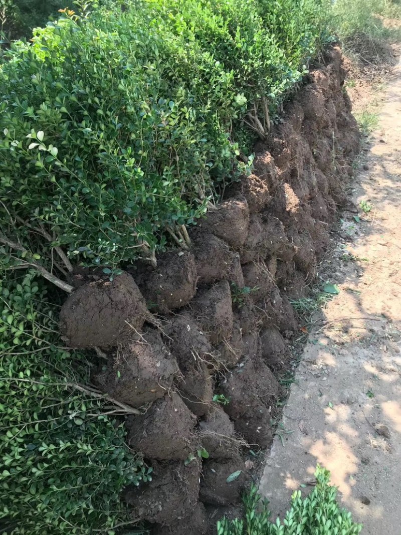 出售卫矛球多规格大量现货工程绿化造景苗等多种规格