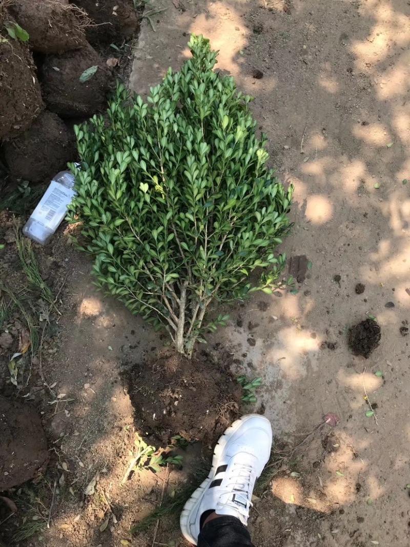 出售卫矛球多规格大量现货工程绿化造景苗等多种规格