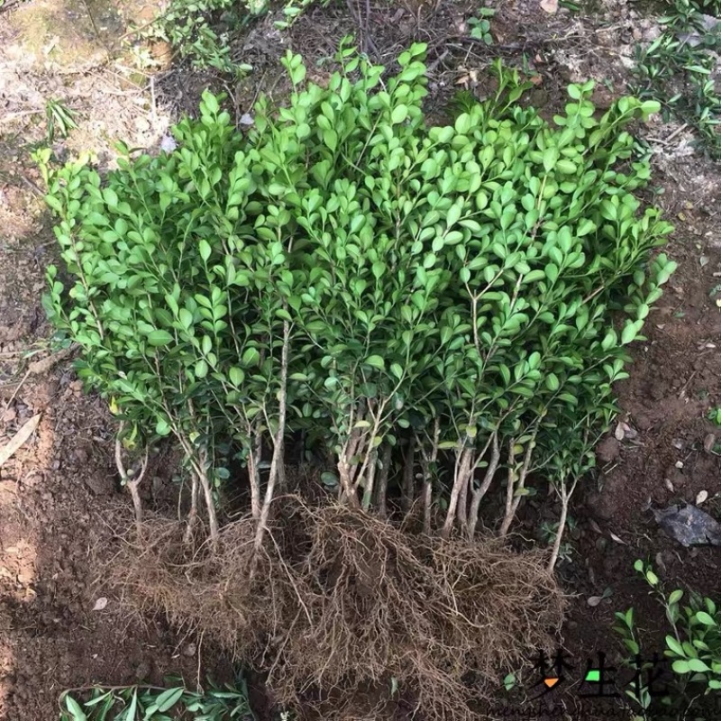 出售卫矛球多规格大量现货工程绿化造景苗等多种规格