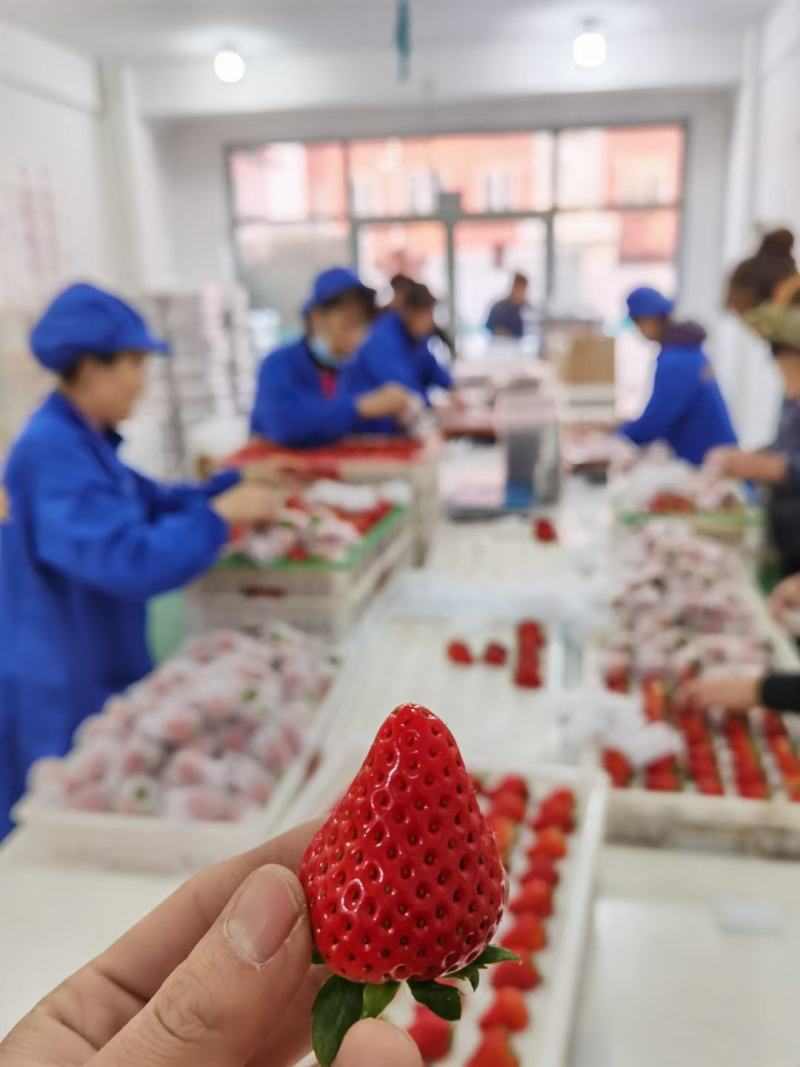 丹东99红颜东港奶油草莓招电商商超批发产地直发