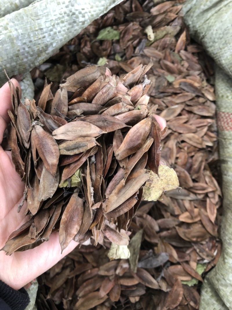 杜仲种子，药材杜仲种子，杜仲树种子，新上市杜仲