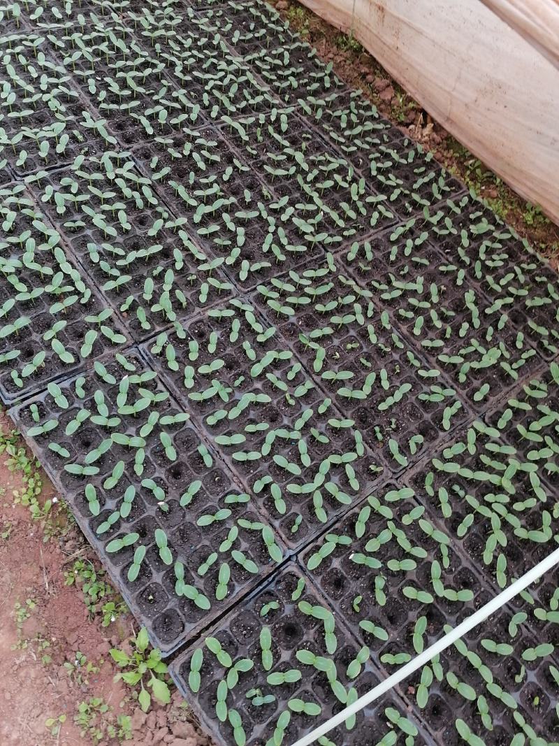 丝瓜质量保证，新客优惠。。。，，，，，，，，，