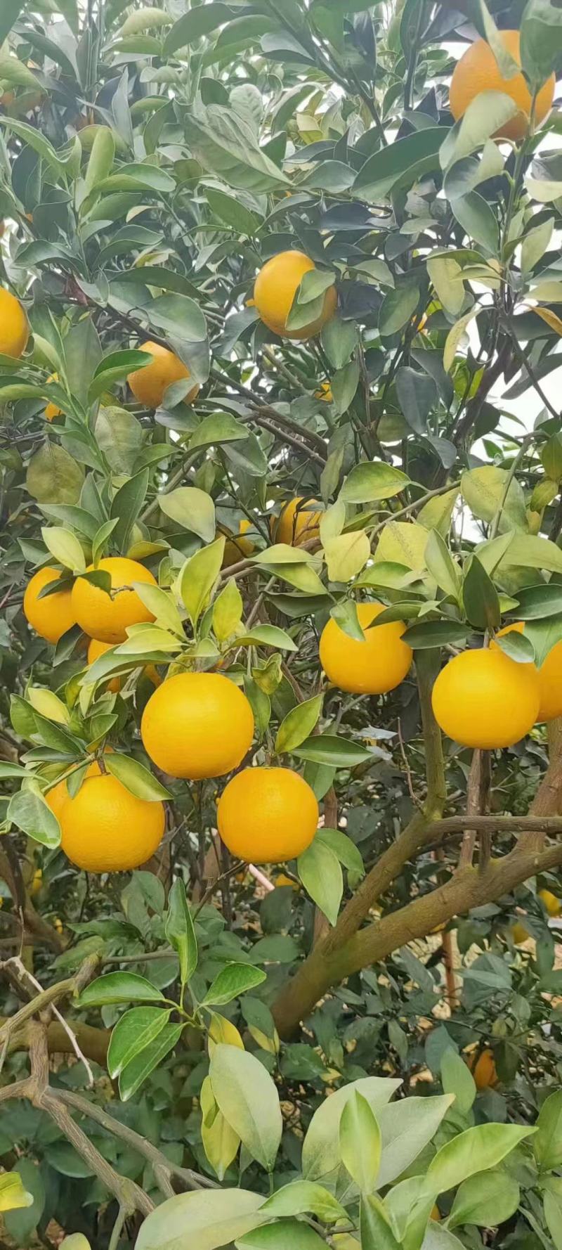 红江橙大量有货，果皮干净。甜度得分