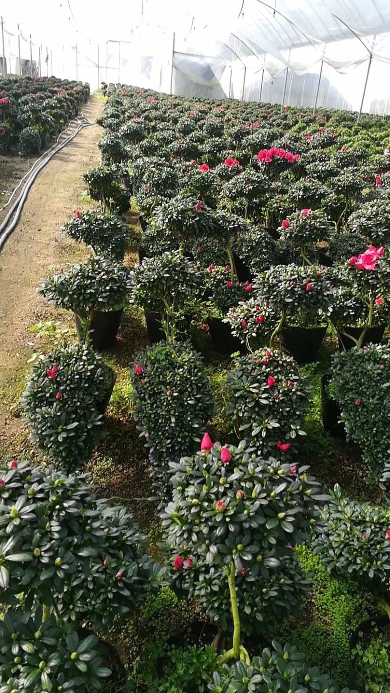 造型杜鹃花招财进宝桃红大红色基地直销一件起批