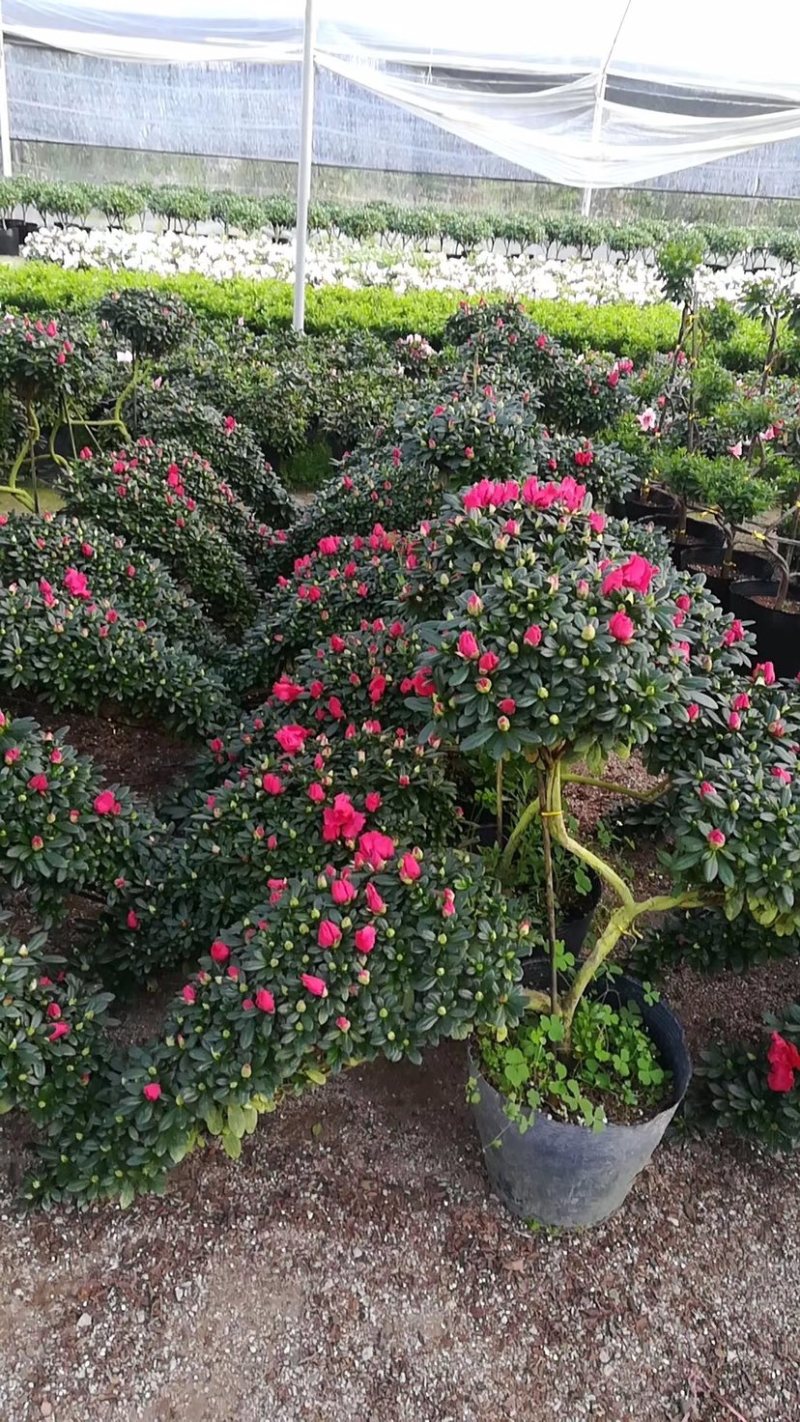 造型杜鹃花招财进宝桃红大红色基地直销一件起批