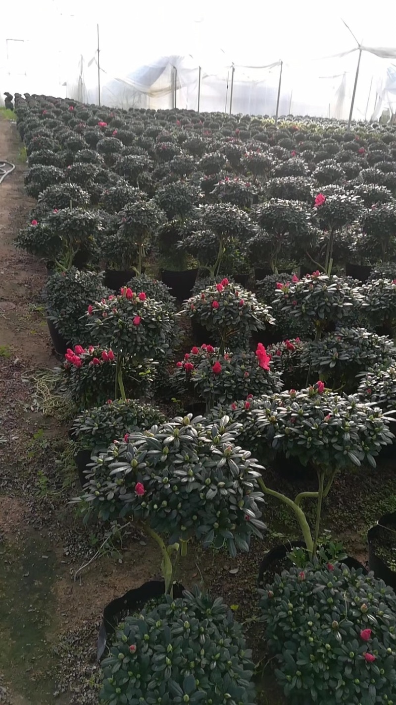 造型杜鹃花招财进宝桃红大红色基地直销一件起批