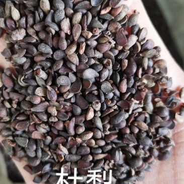 杜梨种子。产地直销不比价格比质量。