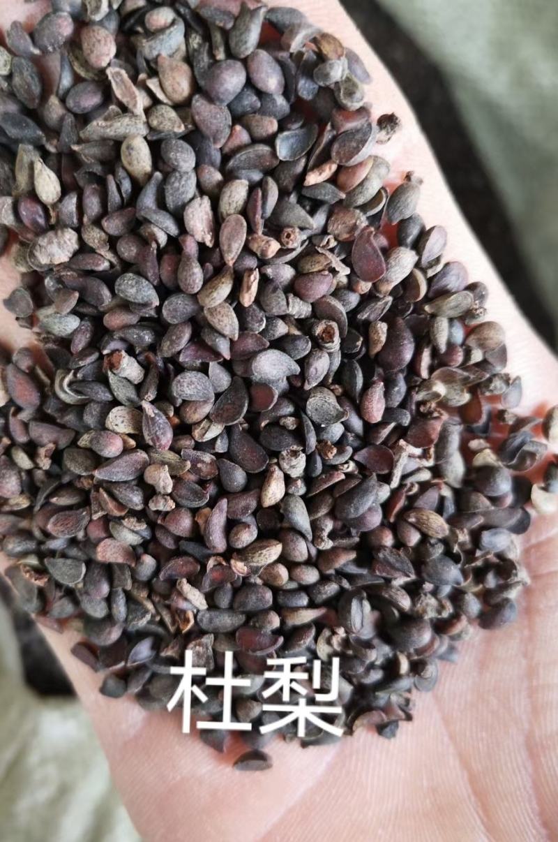 杜梨种子。产地直销不比价格比质量。