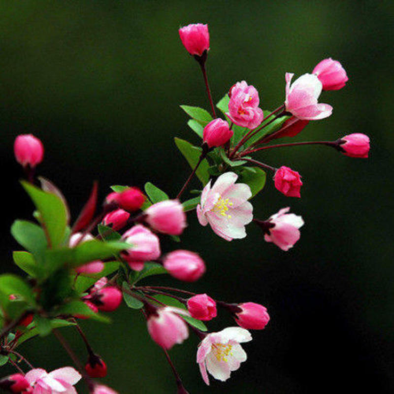 海棠花（铁杆，垂丝，四季，长寿冠，复色）盆栽地栽南北适种
