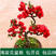 海棠花（铁杆，垂丝，四季，长寿冠，复色）盆栽地栽南北适种