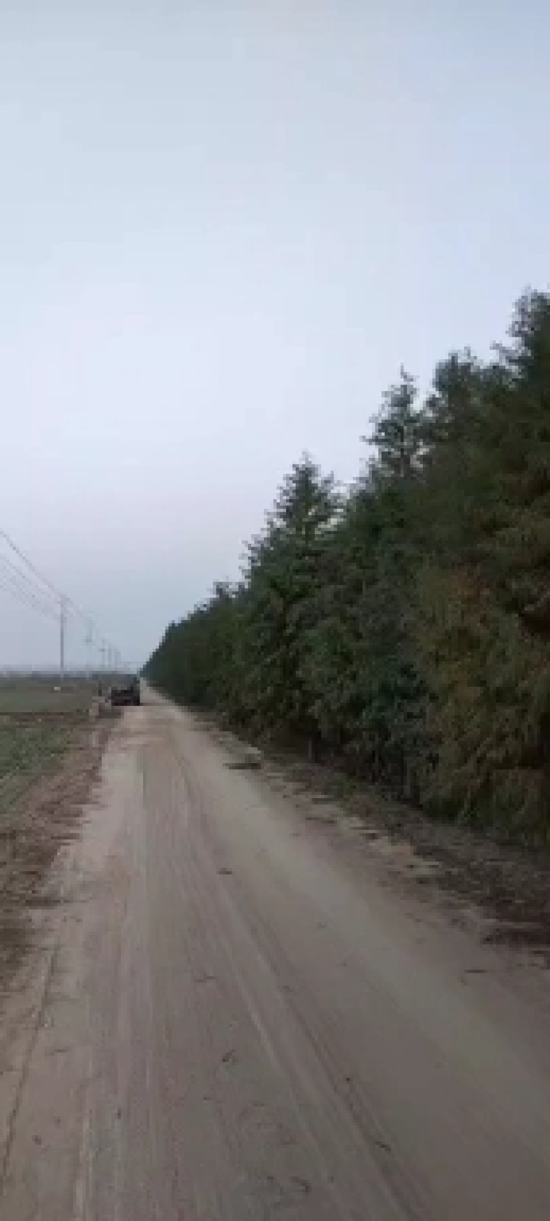精品中山杉千亩中山杉基地任你选，树形一至，装车速度快