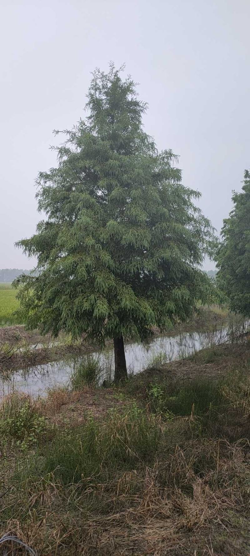 精品中山杉千亩中山杉基地任你选，树形一至，装车速度快