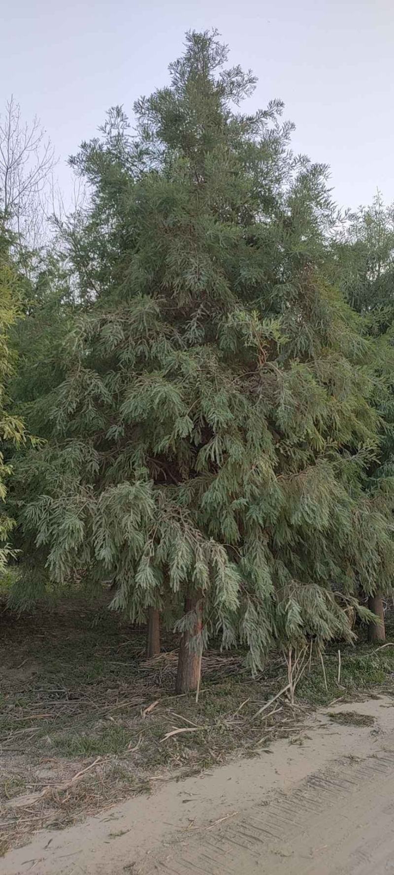 精品中山杉千亩中山杉基地任你选，树形一至，装车速度快