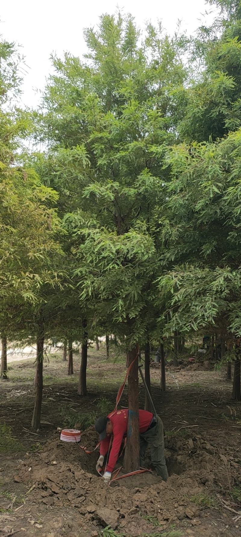 精品中山杉千亩中山杉基地任你选，树形一至，装车速度快