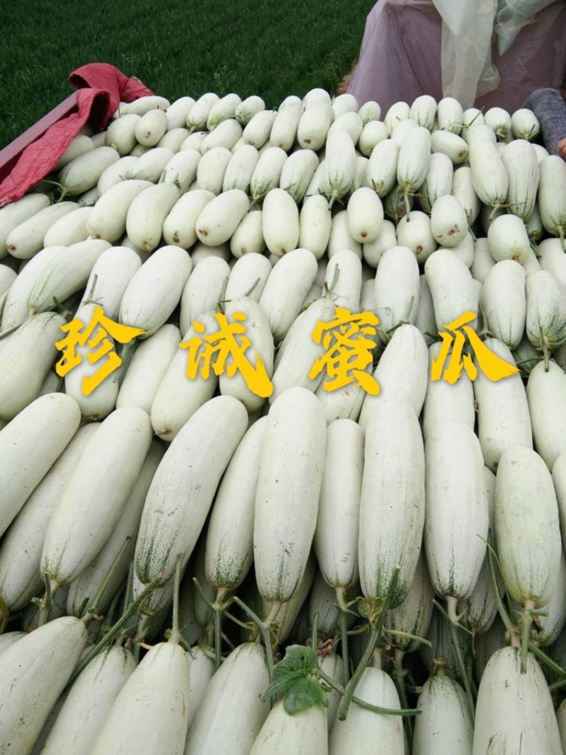 【专业供应】百万亩博洋61甜瓜大量上市专业供应诚信代收