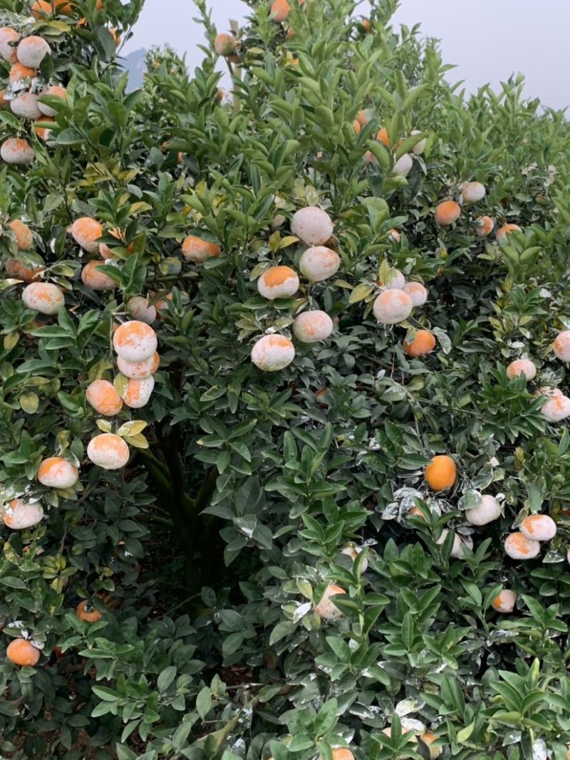 茂谷柑，茂谷柑广西崇左地区货源充足，欢迎您来选购