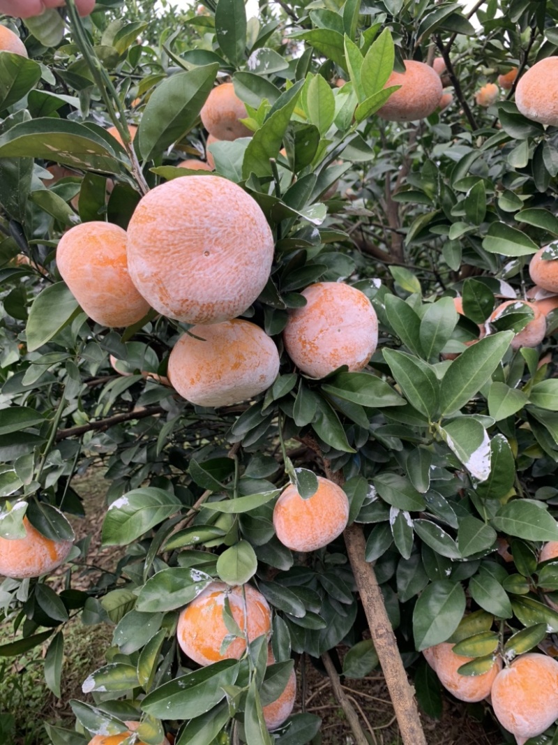 茂谷柑，茂谷柑广西崇左地区货源充足，欢迎您来选购