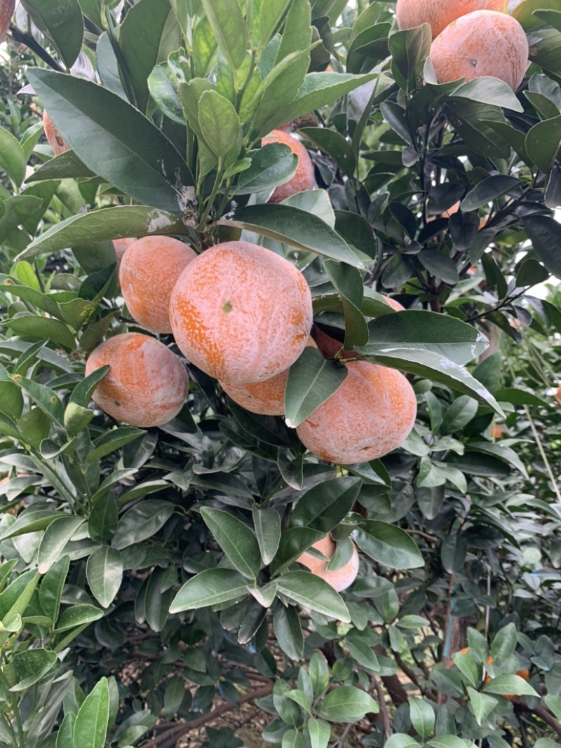 茂谷柑，茂谷柑广西崇左地区货源充足，欢迎您来选购