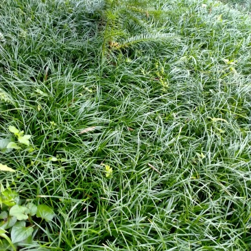 沙土小叶麦冬苗基地直发