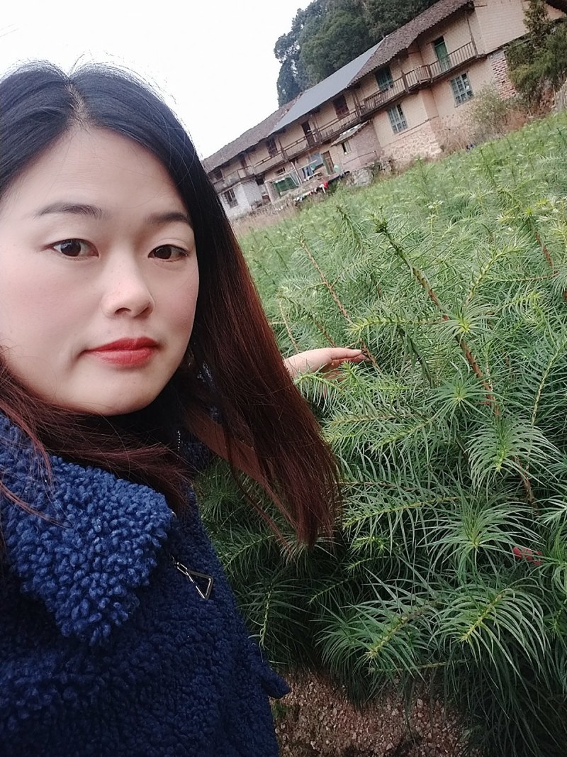 造林杉树苗，一年苗，30-60公分高