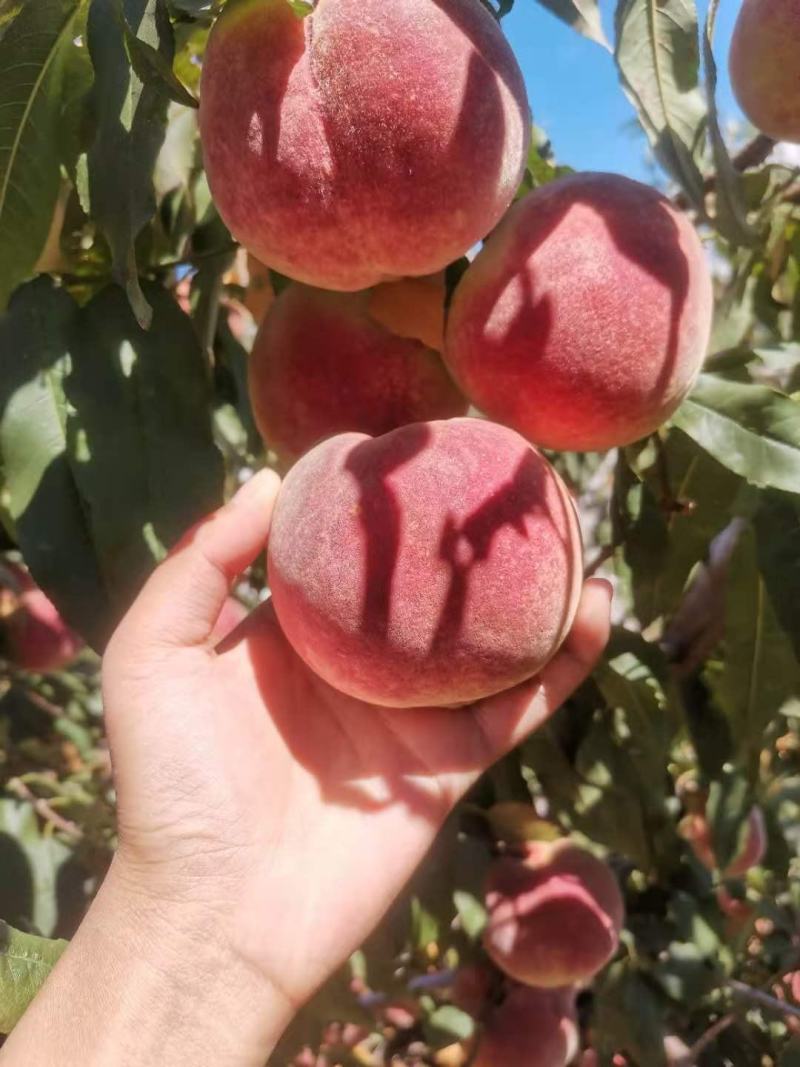 云南高原精品冬桃(甜脆可口)一手货源3两起