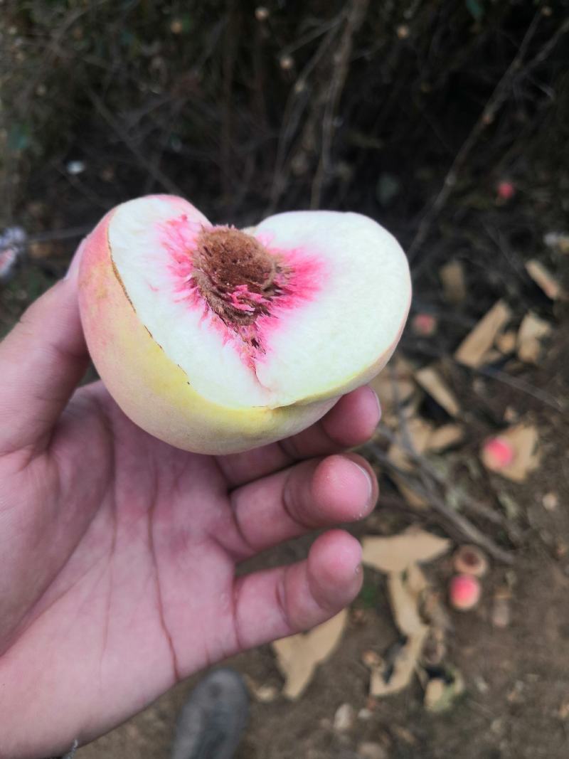 云南高原精品冬桃(甜脆可口)一手货源3两起