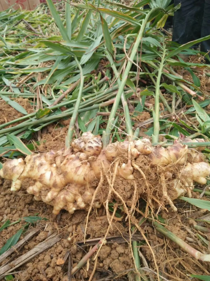 广西田阳正宗大肉生姜