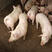 山东仔猪价格实惠质量好，大猪场小猪苗产地质量有保障
