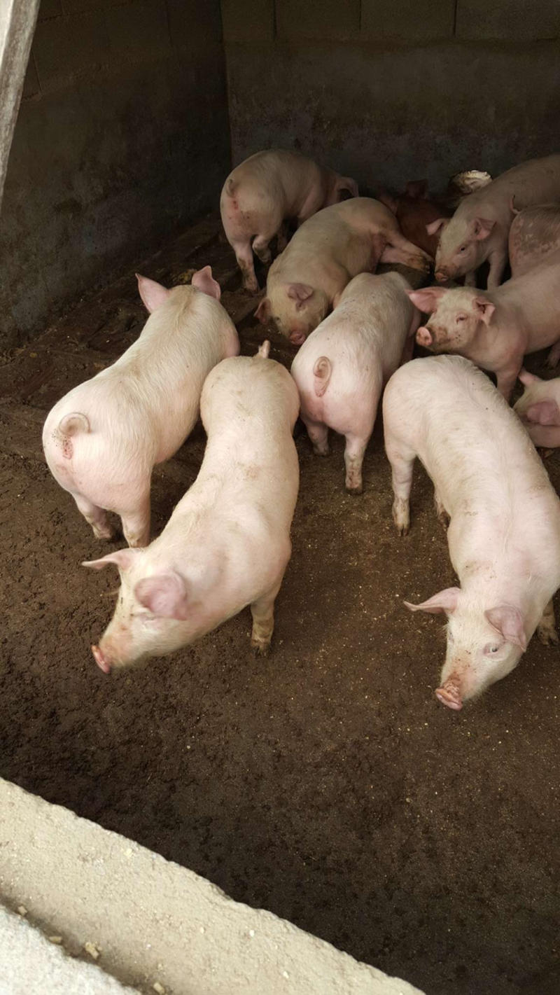 山东仔猪价格实惠质量好，大猪场小猪苗产地质量有保障