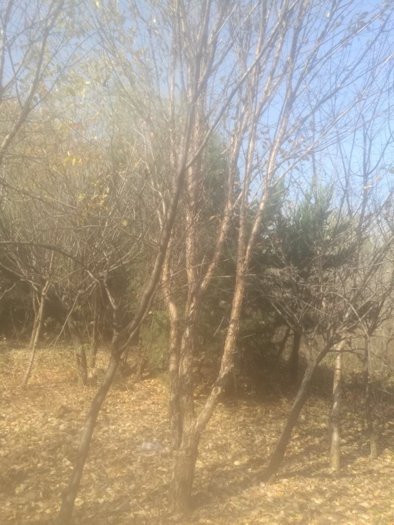 丛生流苏树主杆十五以上，欢迎需要的朋友前来选购