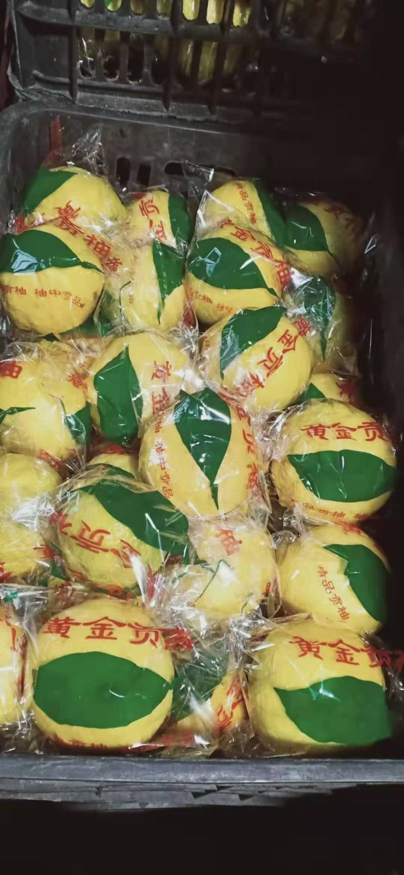 黄金贡柚阳光加密的味道一手货源100天口感越好
