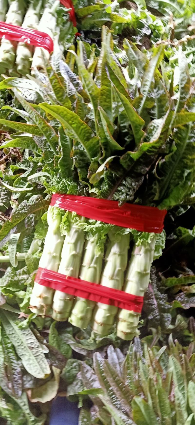 山东沂南红尖叶莴苣.莴笋已经大量上市.产地代收