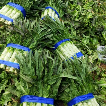 山东沂南红尖叶莴苣.莴笋已经大量上市.产地代收