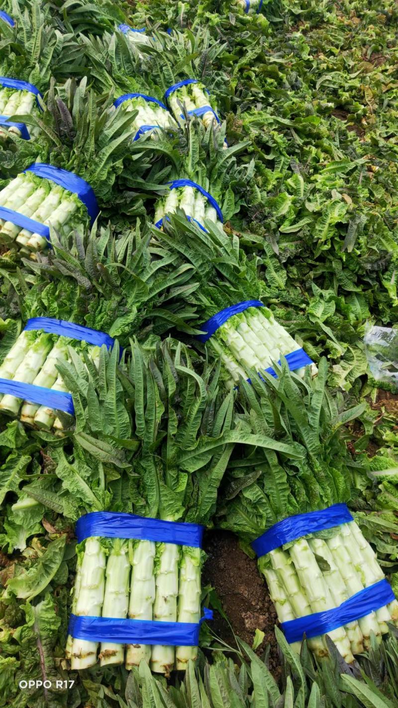 山东沂南红尖叶莴苣.莴笋已经大量上市.产地代收