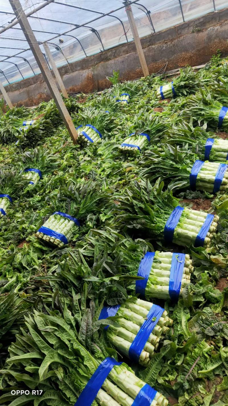 山东沂南红尖叶莴苣.莴笋已经大量上市.产地代收