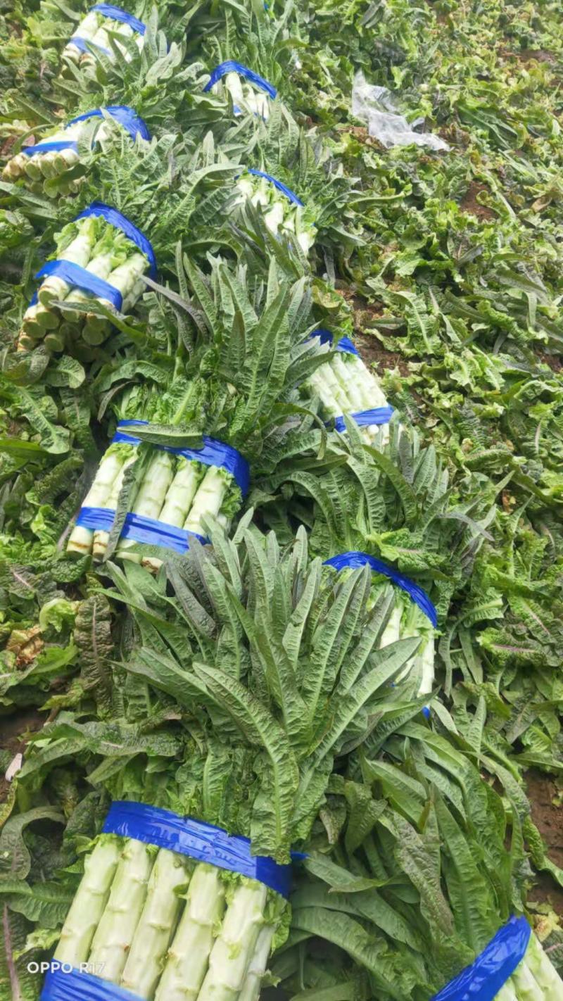 山东沂南红尖叶莴苣.莴笋已经大量上市.产地代收