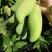海南嫩象牙芒果，腌酸芒果，酸脆甜，支持线上交易！