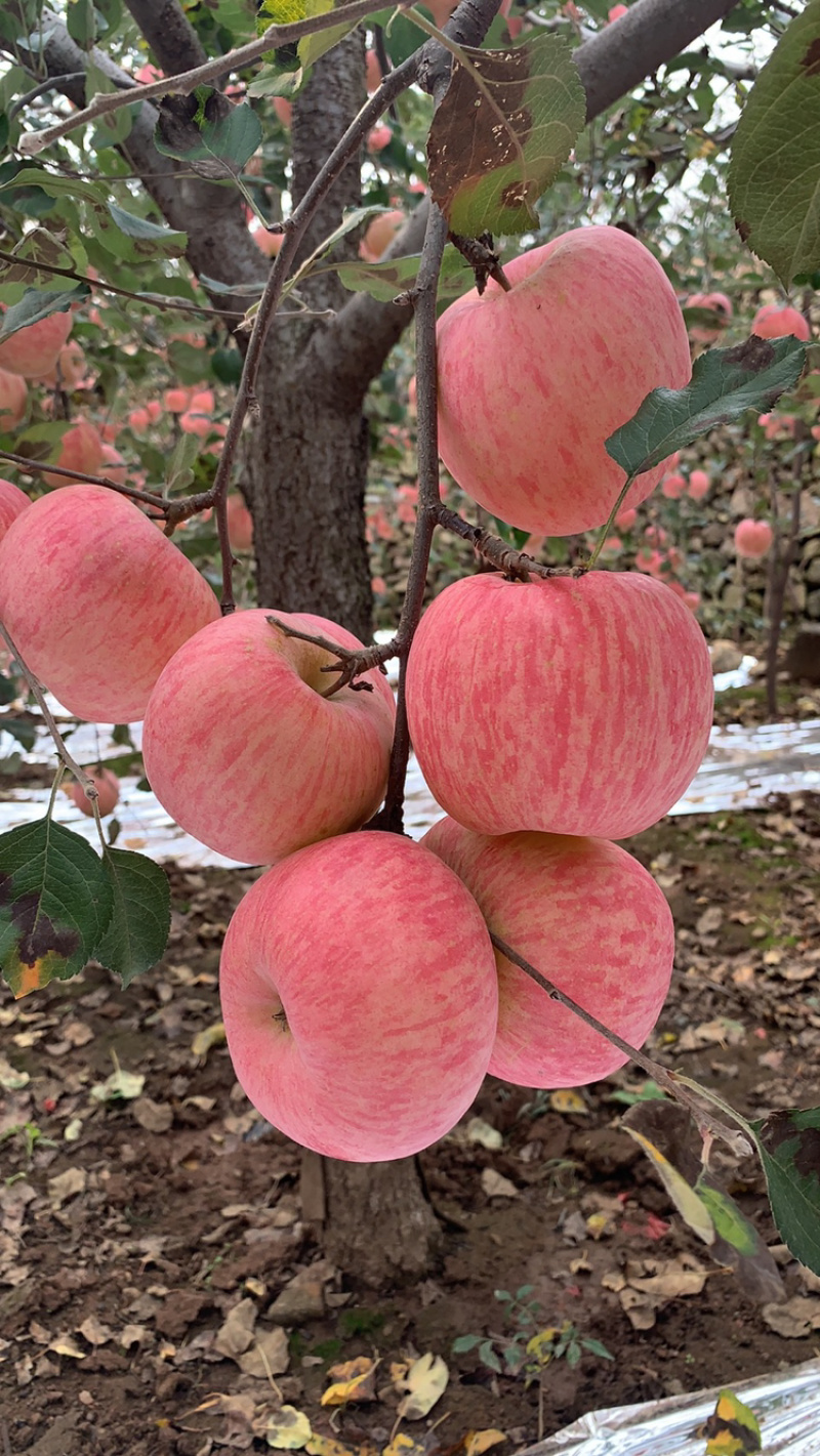 山东省红富士苹果产地直销，坏果包赔电商平台全国发货