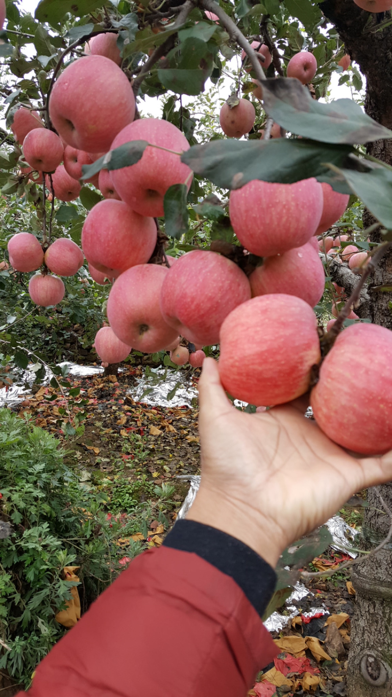山东省红富士苹果产地直销，坏果包赔电商平台全国发货