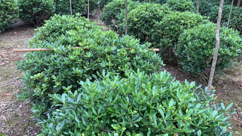 【精选】海桐球，目前的大规格，成片的海桐规格多样